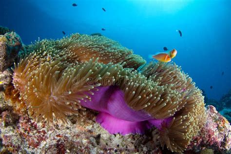 Coral Reef Garden In Palau Micronesia Stock Image Image Of Clownfish