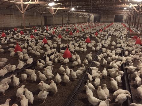 Example Of A Broiler Breeder Rearing House In Northwest Europe Photo