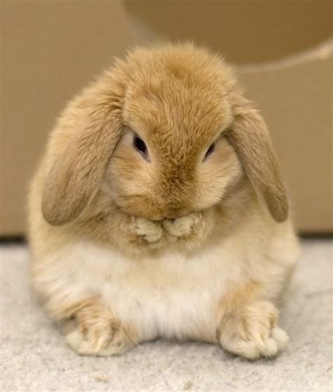 15 Bunnies That Think They Are So Special