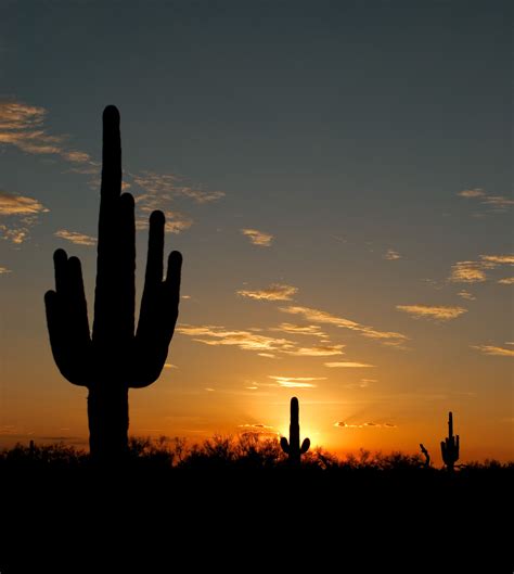 Sunset Phoenix Hug You Cacti Phoenix Sky Celestial Sunset