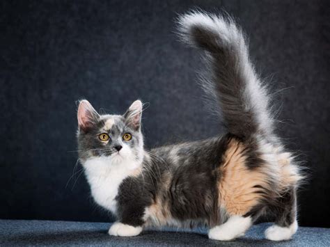 Munchkin Cats A Comprehensive Look At Their Genetics Traits And