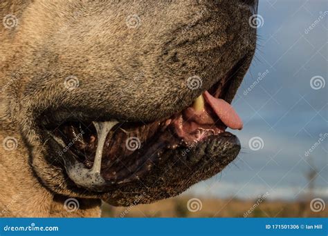 Dog Drool Macro Stock Photo Image Of Saliva Head Drooling 171501306