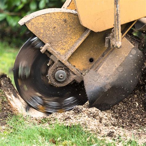 Stump Removal Process Elite Tree Care