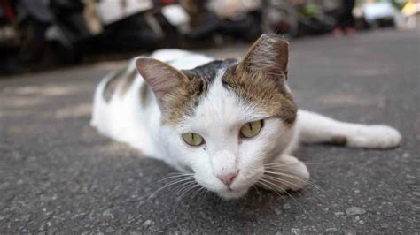 Why Does A Feral Cat Have A Tipped Ear The Cat Bandit Blog