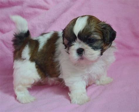 How much do shitzu puppies for sale cost? Shih Tzu For Sale in North Carolina | Petzlover