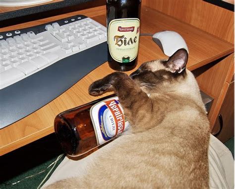 Funny Drunk Animals 11