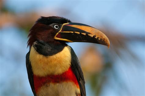 Chestnut Eared Aracari Sean Crane Photography