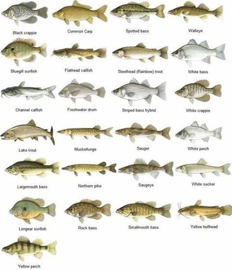 Different types of freshwater fish. Love of Fishing Pinterest