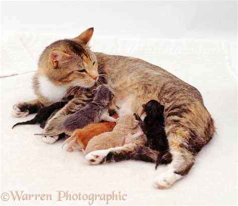Mother Cat With Suckling Kittens Photo Wp03109