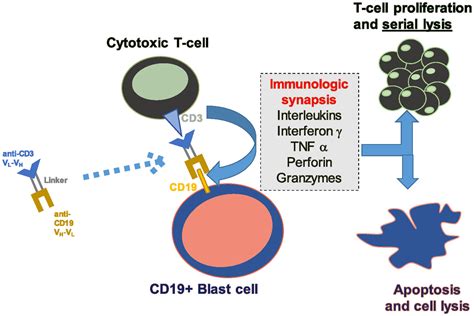 Bispecific T Cell Engaging Antibodies In B Cell Precursor Acute