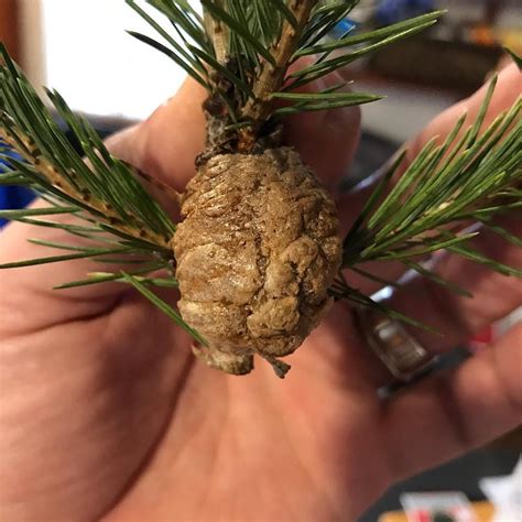 Are Praying Mantis Eggs Commonly Found On Christmas Trees
