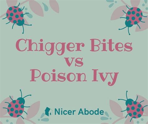 Chigger Bites Vs Poison Ivy 5 Differences