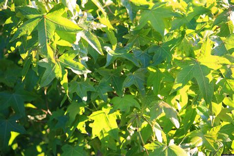 Green Maple Leaves In Summer Geographic Media