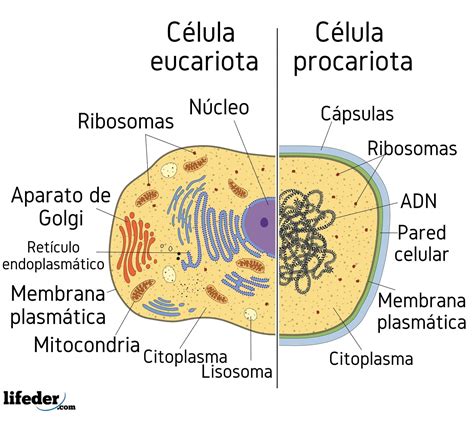 Kumpulan Movie Celula Procariota Y Eucariota Diferencias Pdf To