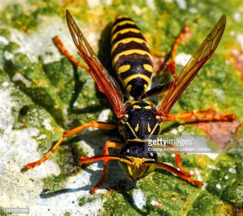 Paper Wasp Sting Photos And Premium High Res Pictures Getty Images