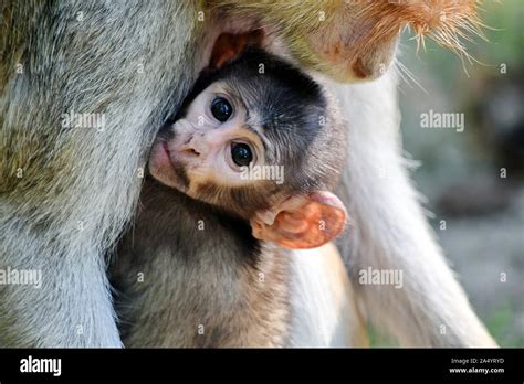 Cute Patas Monkey Baby Holding Her Mom Portrait Stock Photo Alamy