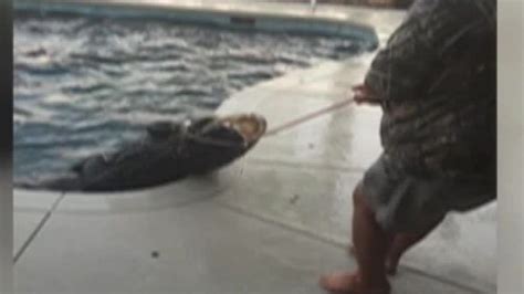 800 Pound Gator Caught On Camera Cnn Video