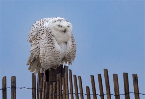 Look At Me Im Quasimodo Snowy Owl All Puffed Up And Res Flickr