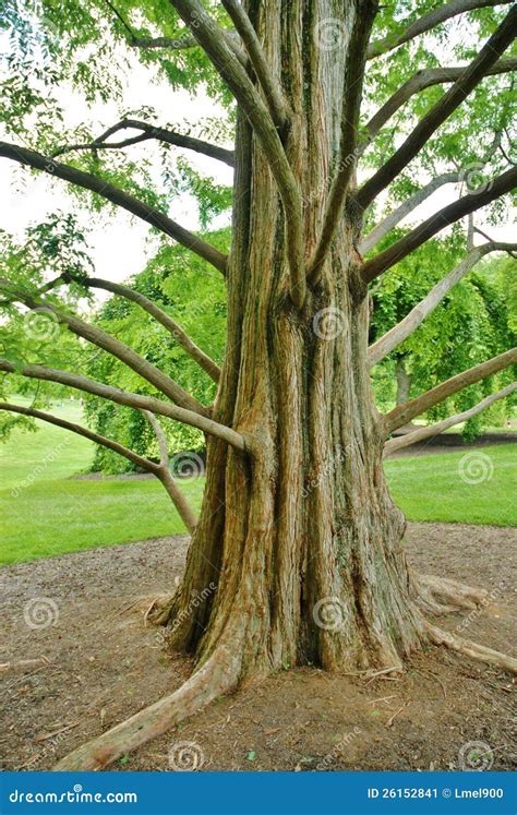 Big Tree Trunk And Long Branches At Brookeside Ga Stock Image Image