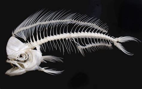 Amazing Bare Bones Fish Art Animal Skeletons Fish Skeleton Fish Art