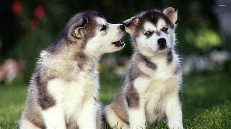I'd like to grab each of these husky pups by the cheek fluff and kiss them on top of the head. Siberian Husky puppies wallpaper - Animal wallpapers - #22498