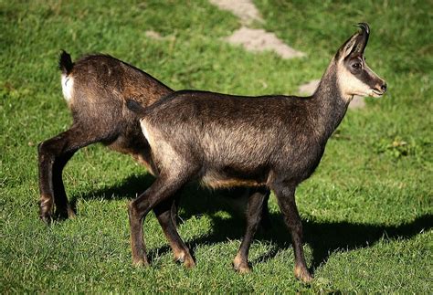 Hikers Discover Unique Goat Antelope Remains In The Italian Alps