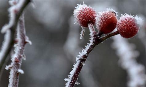 무료 이미지 자연 분기 꽃 눈 감기 사진술 잎 서리 얼음 봄 빨간 생기게 하다 날씨 플로라 시즌