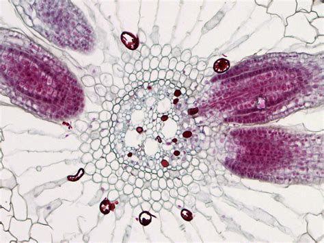 Lateral Roots Cross Section Of A Dicot Root With Fragments Flickr