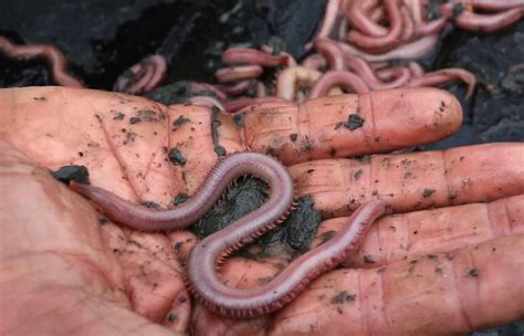 Decline In Prized Worms Threatens Way Of Life The Salt Lake Tribune