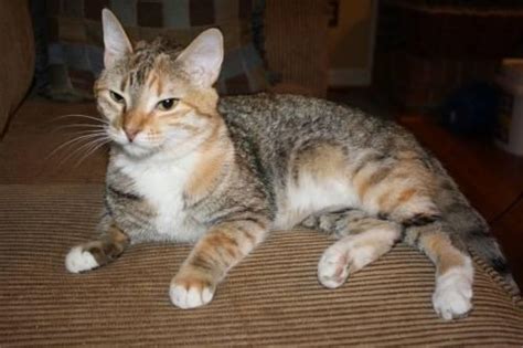 Calico Tiny Medium Young Female Cat For Sale In Dalton
