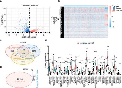 Frontiers Development Of A Novel Hypoxia Immunerelated Lncrna Risk Signature For Predicting
