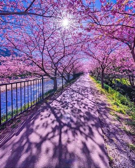 This Cherry Blossom Path Found On Rpics From Reddit Nature