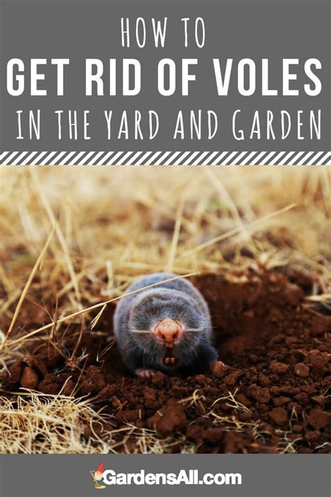 How To Get Rid Of Voles In The Yard And Garden Gardensall In 2020