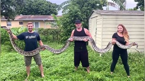 Python Hunters Capture Nearly 20 Foot Long Snake In Florida Everglades