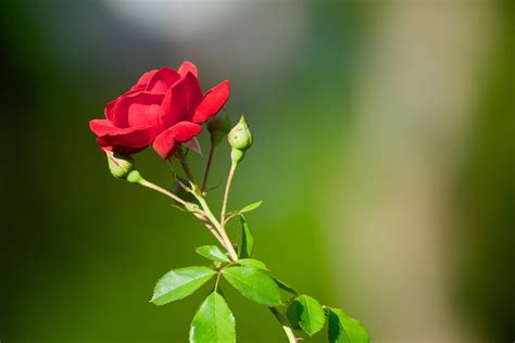 Gambar Bunga Mawar Hd Pulp