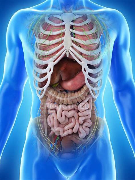 Anatomia Corpo Umano Organi Interni Immagini Passo Dopo Passo 5 Scienze