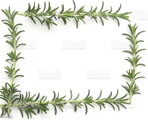 Rosemary Border Stock Photo Download Image Now Border Frame Copy