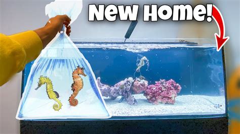 New Aquarium For My Seahorse Youtube