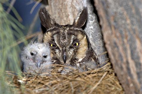 Great Horned Owl Nesting Habits