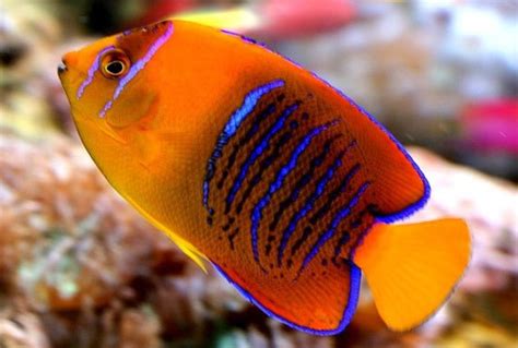 Ikan hias yang satu ini begitu digemari karena penampilannya yang unik, tak membosankan, bisa menghilangkan stres, dan bahkan menguntungkan jika dikembangbiakkan. Jenis Ikan Hias Air Laut Paling Mahal Di Dunia - Garut Pisan