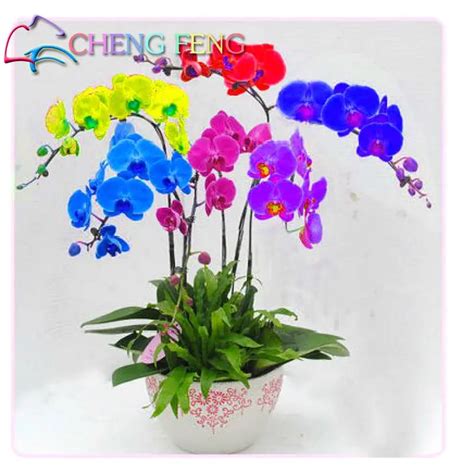 Perennial Phalaenopsis Orchid Flower Seeds A Pack 100 Butterfly Orchids Seed Home Garden Flores