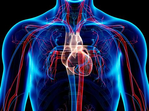 Fisiologia Humana 5 Sistema Cardiovascular