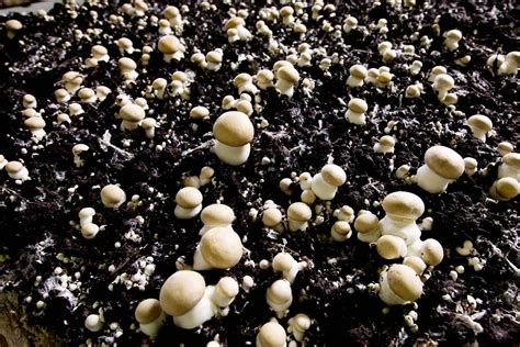 Fungi In The Soil Rogitex