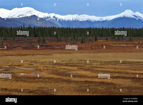 Boreal Forests Stock Photos And Boreal Forests Stock Images Alamy