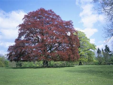 Copper Beech Tree Croft Castle Herefordshire England United