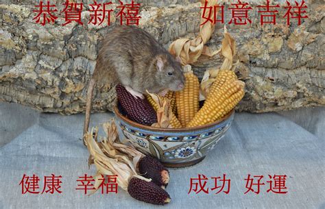 With tenor, maker of gif keyboard, add popular kung hei fat choi animated gifs to your conversations. Kung Hei Fat Choy 2020_14CM Foto & Bild | tiere, haustiere ...