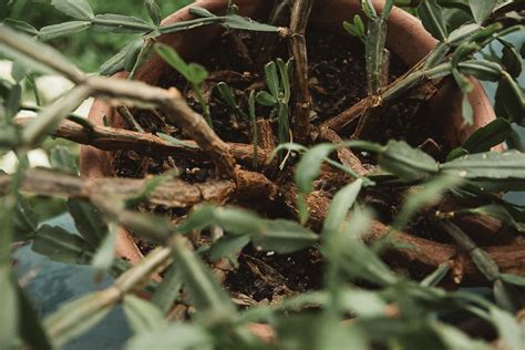 Prune it in june to encourage even more flowers. 8. Give your repotted Christmas Cactus a deep drink of ...