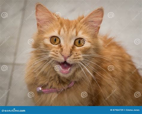 Ginger Cat Meowing Stock Image Image Of Yell Ginger 87964739