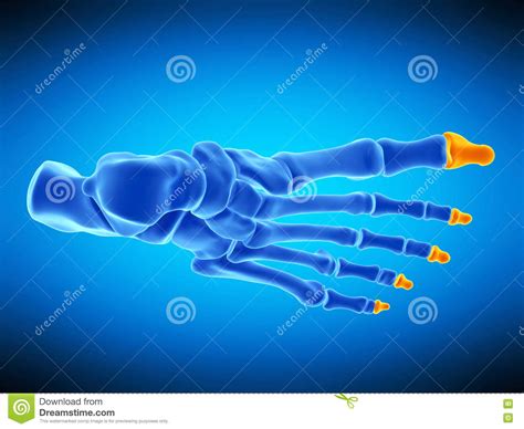 Distal Phalanx Bones In Red Color With Body D Rendering Illustration Isolated On White With
