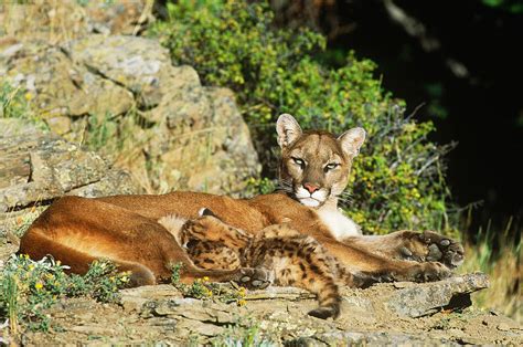 Cougar Female With Cubs Photograph By Jeffrey Lepore Pixels